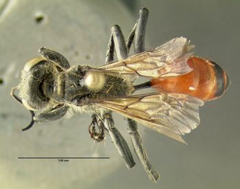 Media type: image;   Entomology 602881 Aspect: habitus dorsal view